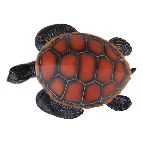 Detailansicht von Schildkröte