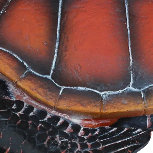 Schildkröte – weitere Ansicht